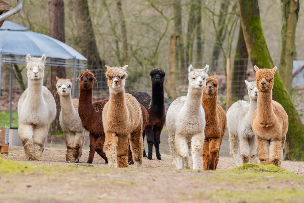 Alpakaherde im Wolfcenter Dörverden