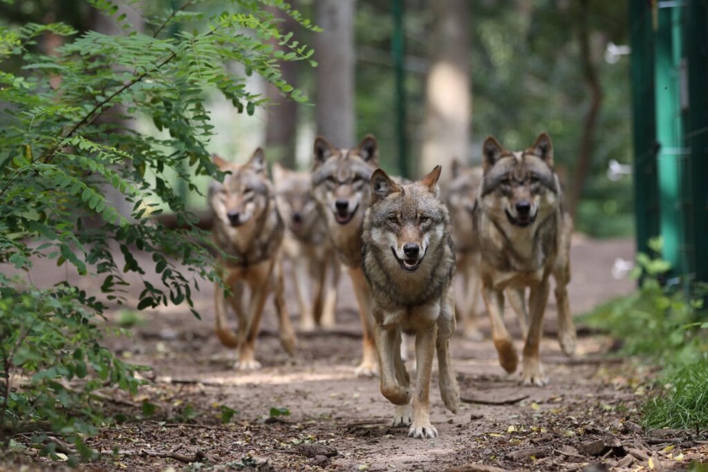 Wolfsrudel im Wolfcenter Dörverden